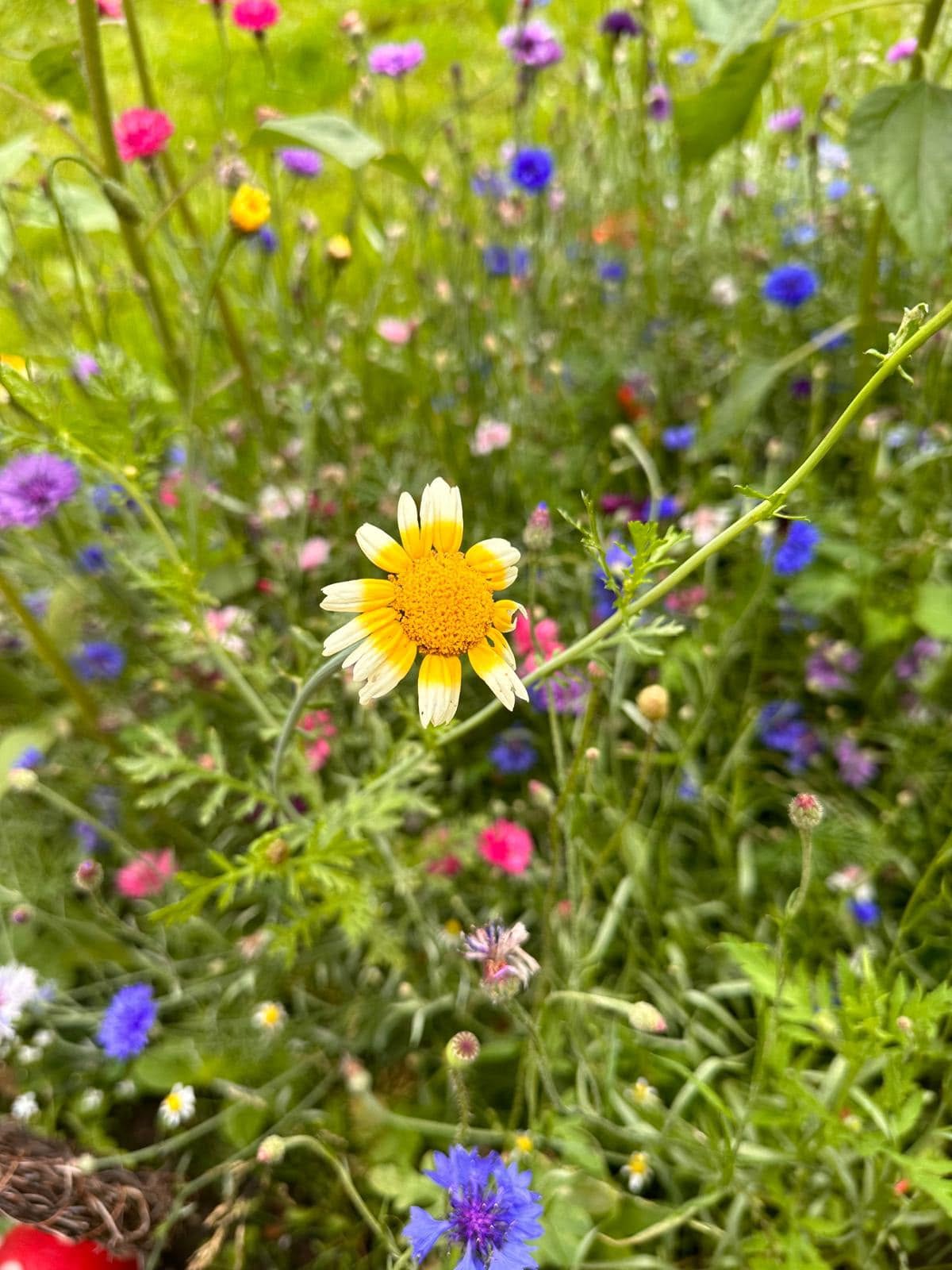 St Helens Wildflowers